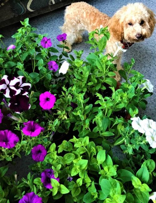 По мне так это вообще идеальная собачка. 03 По мне так это вообще идеальная собачка. 03