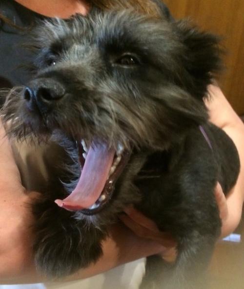 Мы устраиваем кастинг на лучшего хозяина для Мони? 01