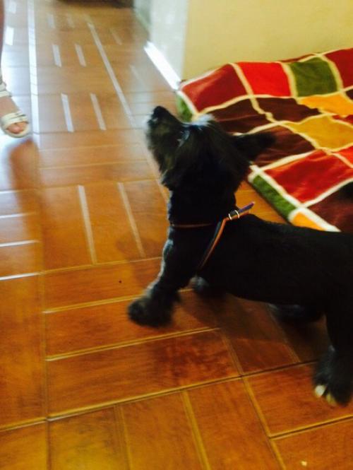 Мы устраиваем кастинг на лучшего хозяина для Мони? 06