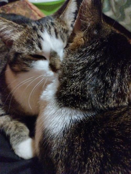 Фотоприветы из дома. 05