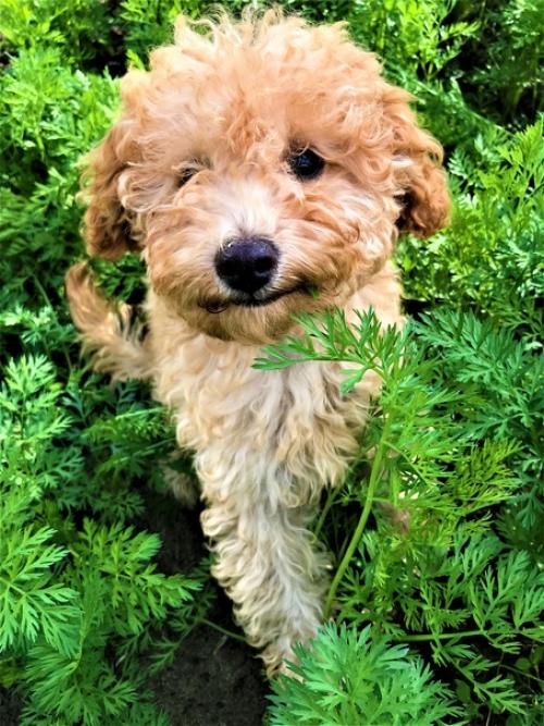 По мне так это вообще идеальная собачка. 01 По мне так это вообще идеальная собачка. 01