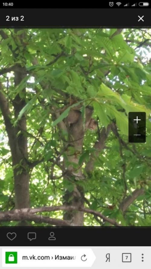 По ивано - франко напротив шайбы был найден котик. 02