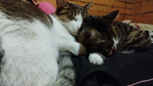 Фотоприветы из дома. 04