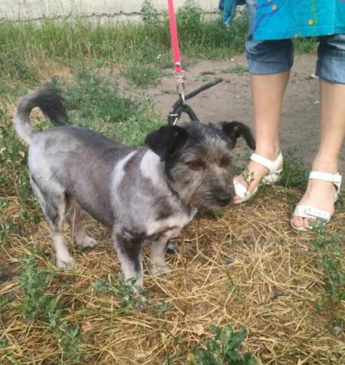 Луна!   До.  И после стрижки. 01