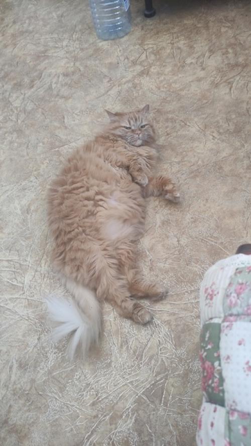 Это Мотя, ему 8 лет. 03