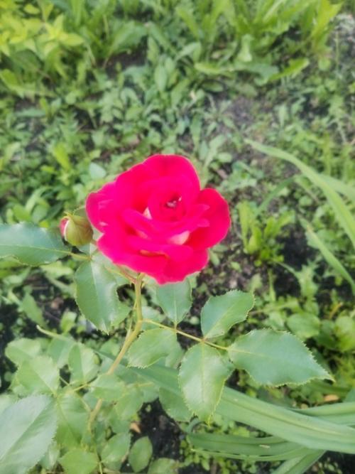 Непсихолог. Моя Марлен. 01 Непсихолог. Моя Марлен. 01