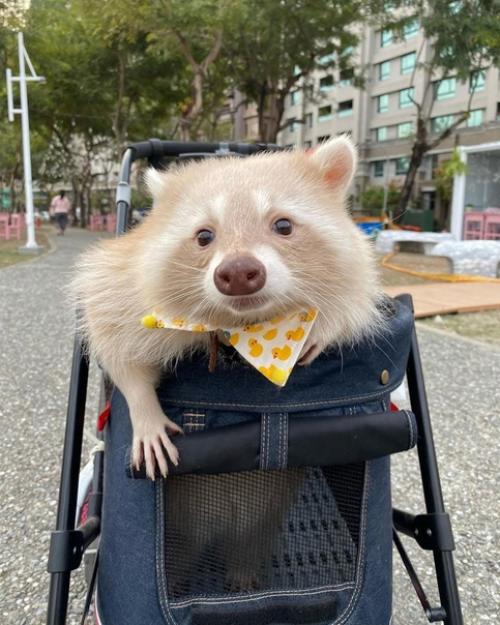 Его зовут уни, и он милейший на свете енот. 01