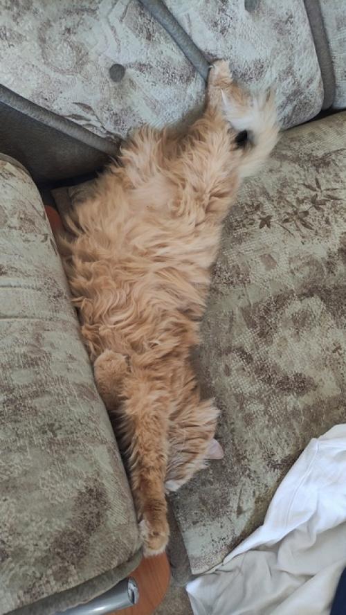 Это Мотя, ему 8 лет. 01