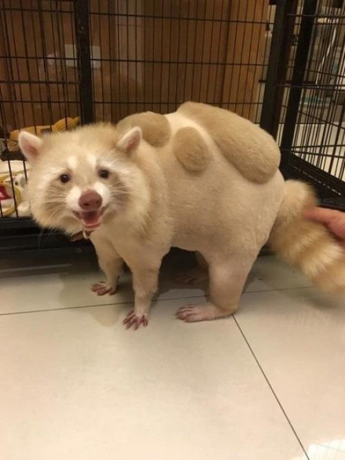 Его зовут уни, и он милейший на свете енот. 02