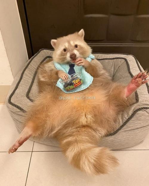 Его зовут уни, и он милейший на свете енот. 04