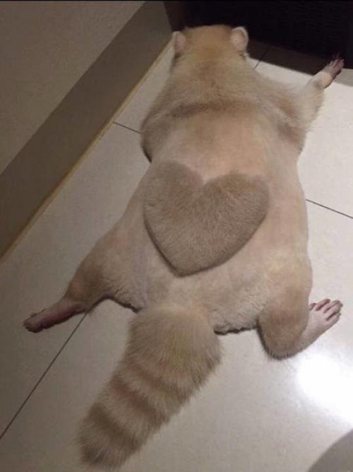 Его зовут уни, и он милейший на свете енот. 05