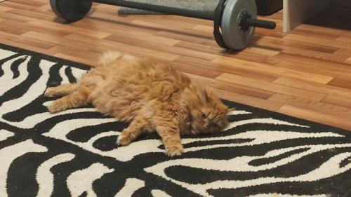 Это Мотя, ему 8 лет. 06