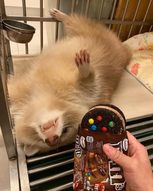 Его зовут уни, и он милейший на свете енот. 03