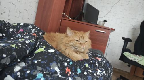 Это Мотя, ему 8 лет. 02