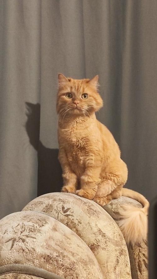 Это Мотя, ему 8 лет. 05