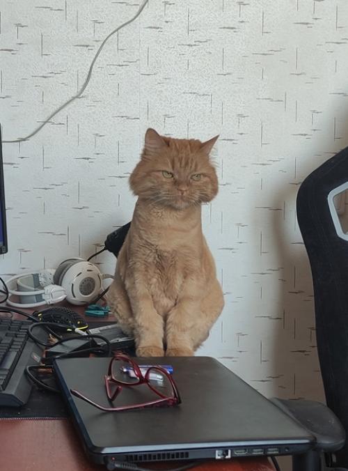 Это Мотя, ему 8 лет. 04