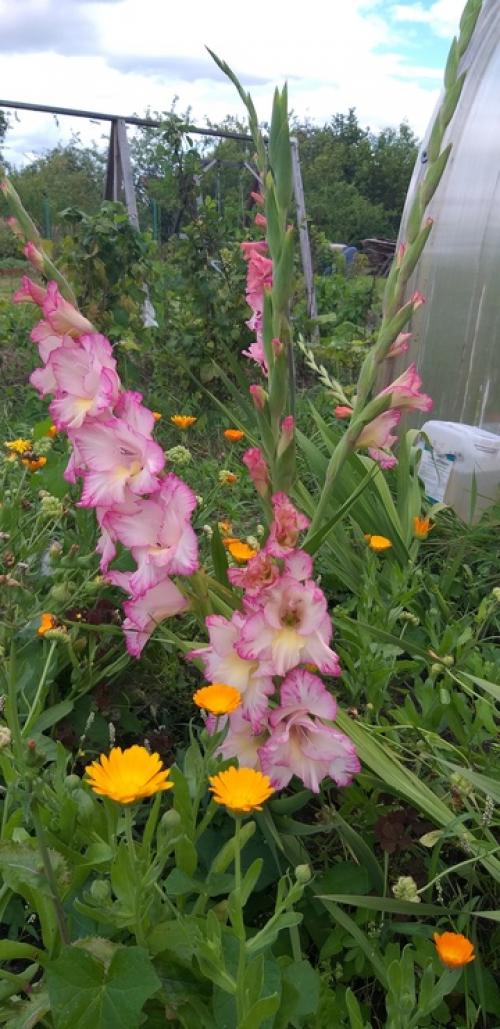 В косу туго сплетённые волосы -. 01