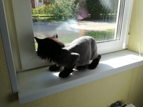 Первая модно - гигиеническая стрижка у нашего Гаврюши. 02