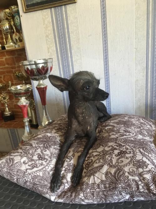 Поехала я однажды в Москву за собакой, а приехала с двумя. 02 Поехала я однажды в Москву за собакой, а приехала с двумя. 02