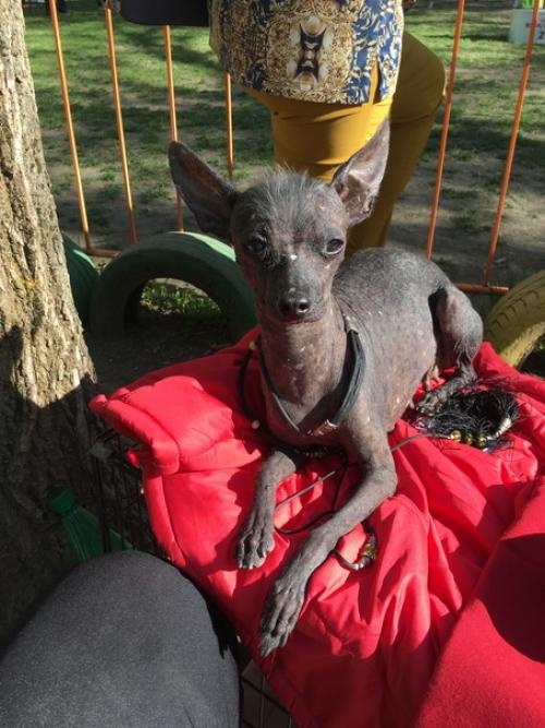 Поехала я однажды в Москву за собакой, а приехала с двумя. 03 Поехала я однажды в Москву за собакой, а приехала с двумя. 03