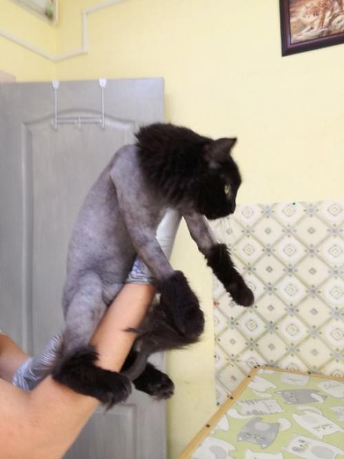 Первая модно - гигиеническая стрижка у нашего Гаврюши. 01