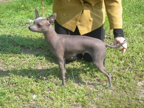 Поехала я однажды в Москву за собакой, а приехала с двумя. 01 Поехала я однажды в Москву за собакой, а приехала с двумя. 01