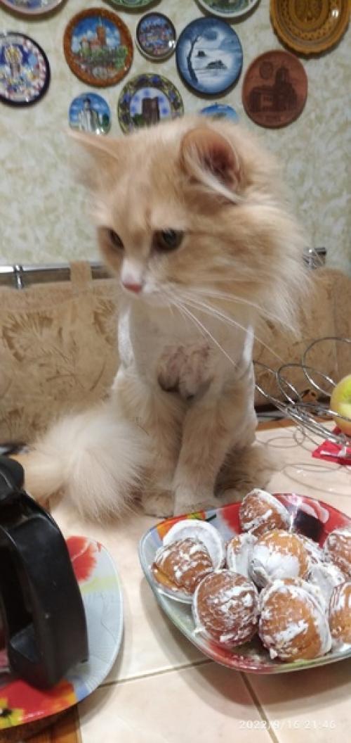 Стрижка модная у киски. 04