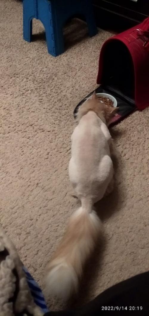 Стрижка модная у киски. 01