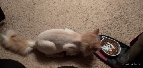 Стрижка модная у киски. 02