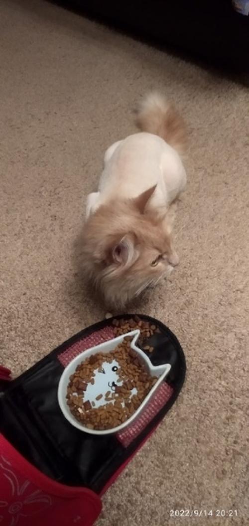 Стрижка модная у киски. 03