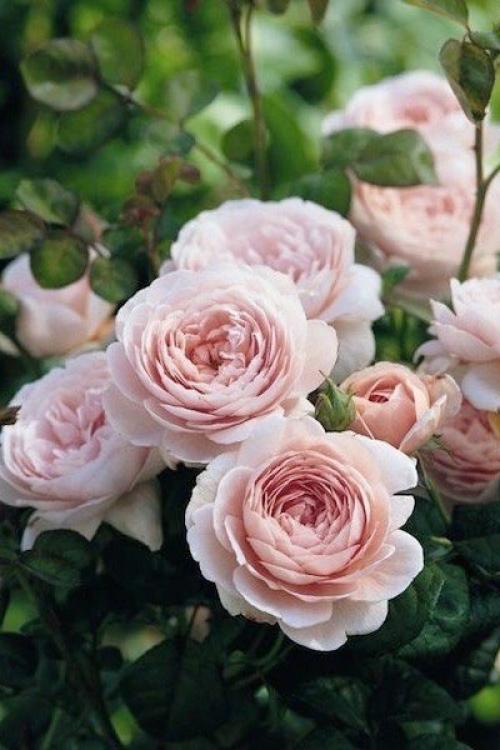 Все для Леди. Осанка истинной леди.