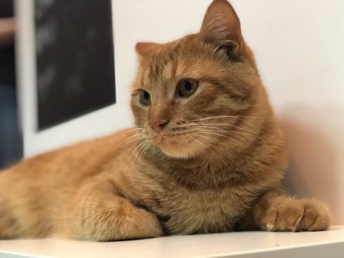 Наши мягкие лапки: 08 Наши мягкие лапки: 08