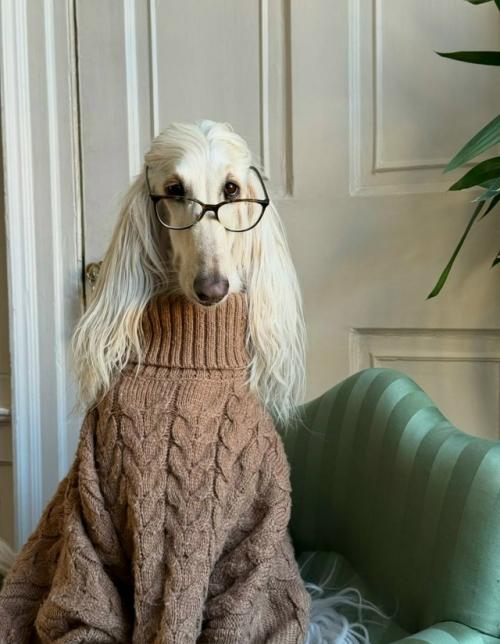 Афганская борзая Саманта - новая звезда соцсетей. 03