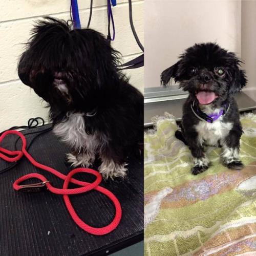 Этот мужчина подбирает бездомных собак, выхаживает и делает им модные стрижки, чтобы они скорее смогли найти себе новых хозяев. 04