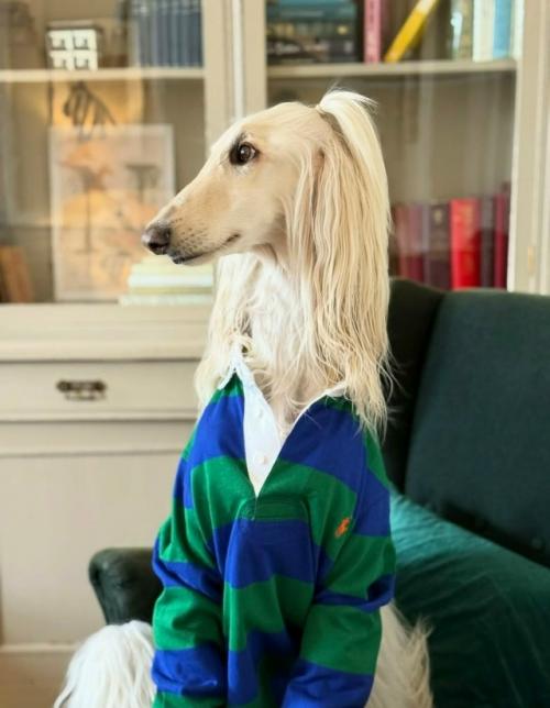 Афганская борзая Саманта - новая звезда соцсетей. 01