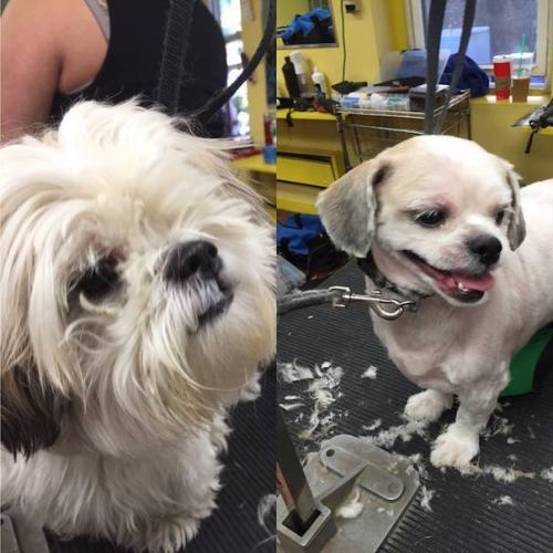 Этот мужчина подбирает бездомных собак, выхаживает и делает им модные стрижки, чтобы они скорее смогли найти себе новых хозяев. 01