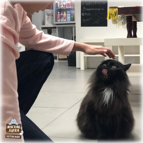Наши мягкие лапки: 07 Наши мягкие лапки: 07