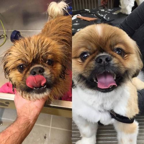 Этот мужчина подбирает бездомных собак, выхаживает и делает им модные стрижки, чтобы они скорее смогли найти себе новых хозяев. 02