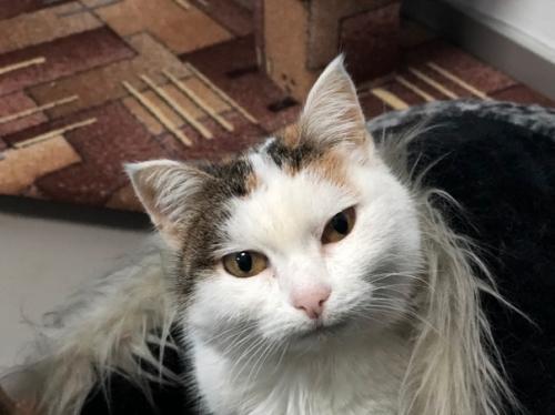 Наши мягкие лапки: 09 Наши мягкие лапки: 09