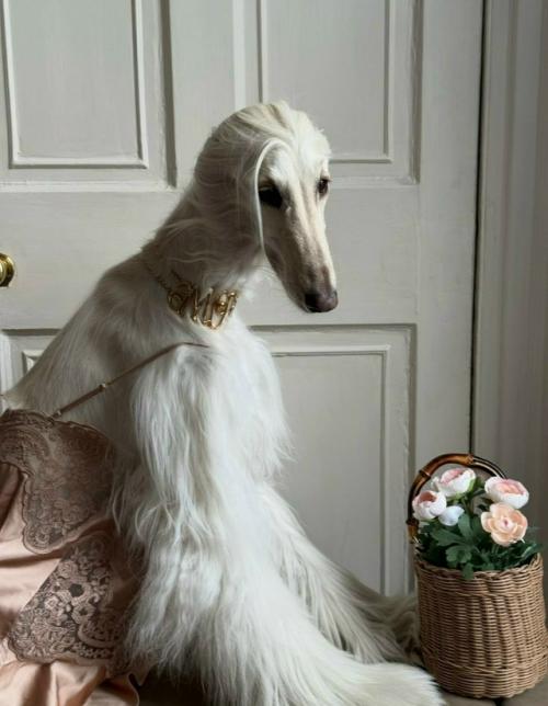 Афганская борзая Саманта - новая звезда соцсетей. 02