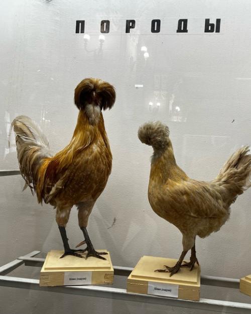 Эрмитаж, Петергоф …. 01