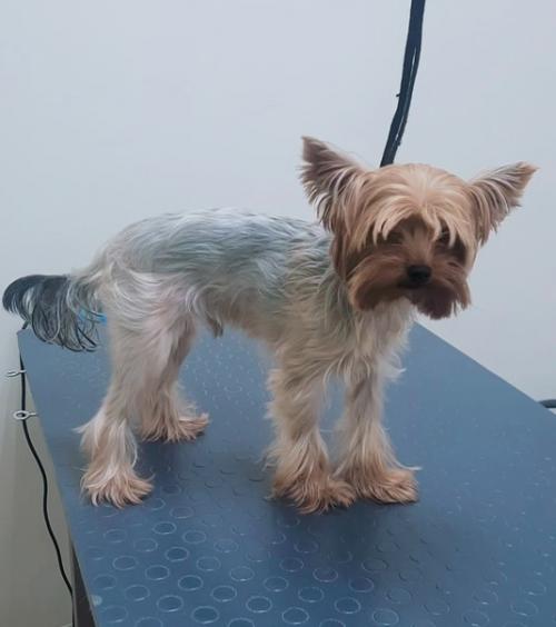 Йорк - гламурный, стильный, модный, компаньон он превосходный. 02