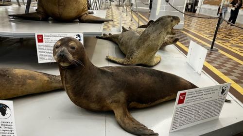 Эрмитаж, Петергоф …. 02