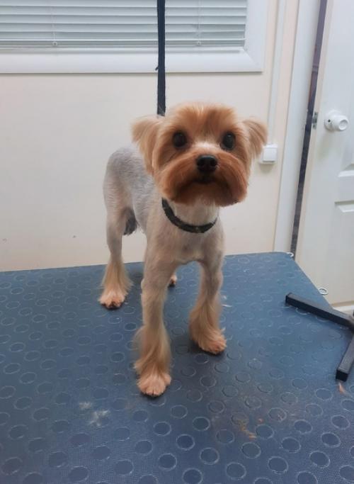 Йорк - гламурный, стильный, модный, компаньон он превосходный. 01