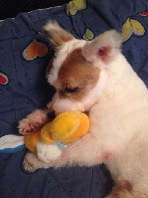 Пост радости!  Помните пост про собаку из подъезда? 03