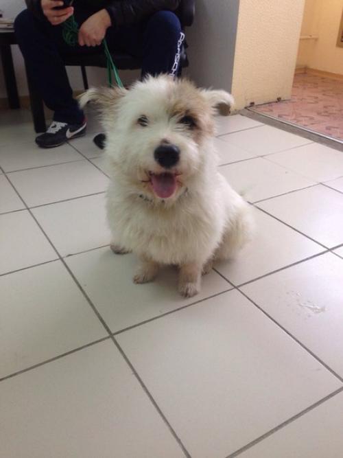 Пост радости!  Помните пост про собаку из подъезда? 01