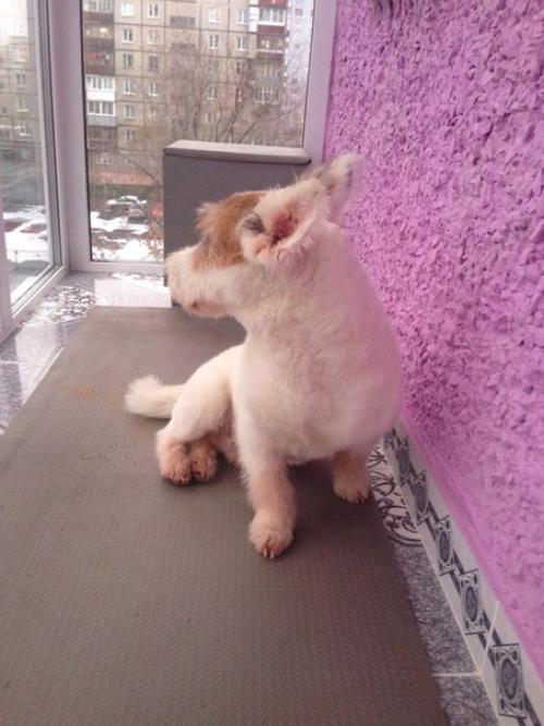 Пост радости!  Помните пост про собаку из подъезда? 06