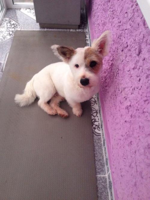 Пост радости!  Помните пост про собаку из подъезда? 05