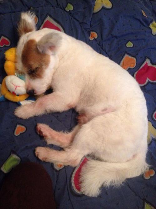 Пост радости!  Помните пост про собаку из подъезда? 04