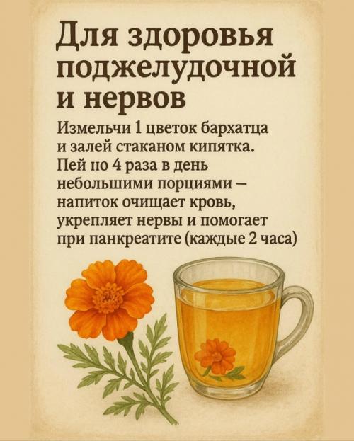 Бархатцы - цветы, которые лечат! 02